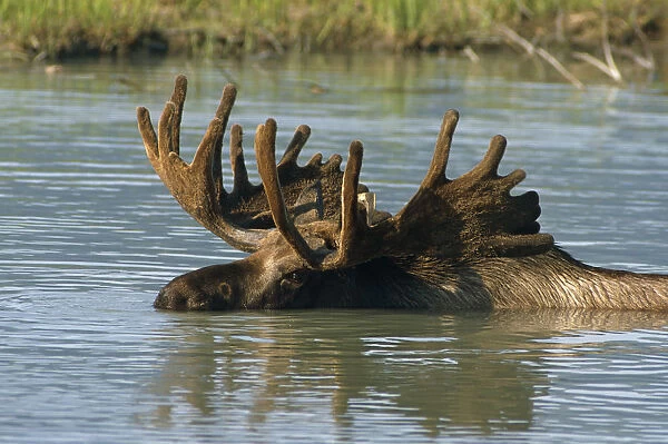 Bull Moose In Deep Pond Captive Sc Alaska Summer