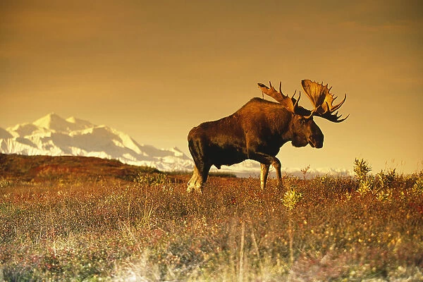 Bull Moose In Front Of Mt. Mckinley Denali Np Interior Ak