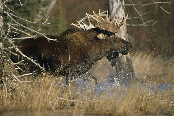 Bull Moose Runs Through Water Spashling Captive Ak Sc Autumn