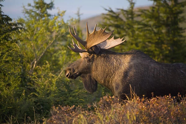 Bull Moose Standing In Afternoon Light, Chugach Mountains, Southcentral Alaska
