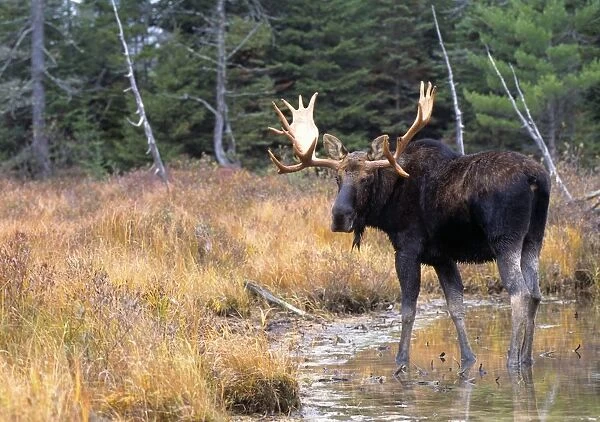 Bull Moose In Stream