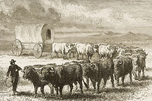 Bullock Wagon Crossing The Great Plains. From American Pictures Drawn With Pen And Pencil By Rev Samuel Manning Circa 1880