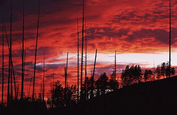 Burnt Trees Against A Sunset