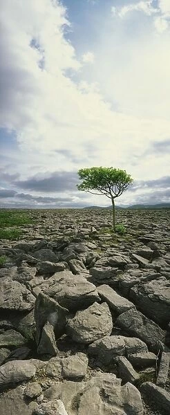 The Burren, On Kinvara Side, Co Clare, Ireland
