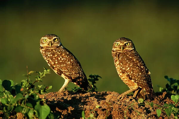 Burrowing owls in sunlight