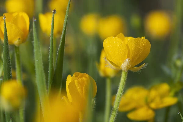 Buttercups Blooming; Astoria, Oregon, United States Of America