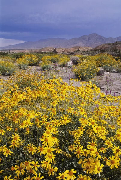 California, Anza-Borrego Desert State Park, Arroyo Salado, Desert Landscape With California Brittlebush In Foreground