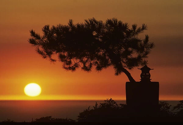 California, Big Sur Coast, Silhouetted Cypress Tree On Hillside Overlooking Ocean, Sunset On Horizon