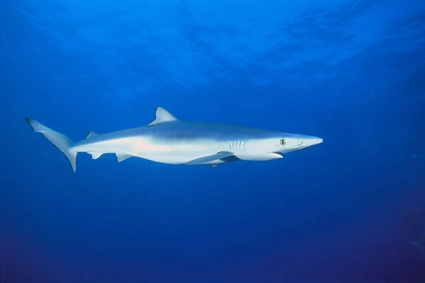 California, Blue Shark (Prionace Glauca) Clear Blue Water Near Surface, Side View