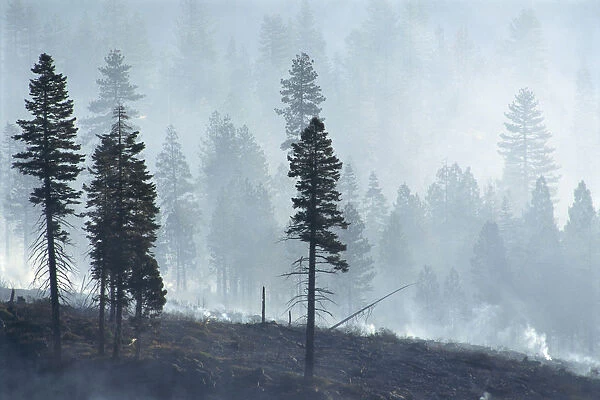 California, Lassen National Forest, View Of Trees Through Smoke From Burn, Logged Forest