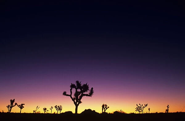 California, Mojave Desert, Joshua Tree National Park, Joshua Trees Silhouetted At Dawn