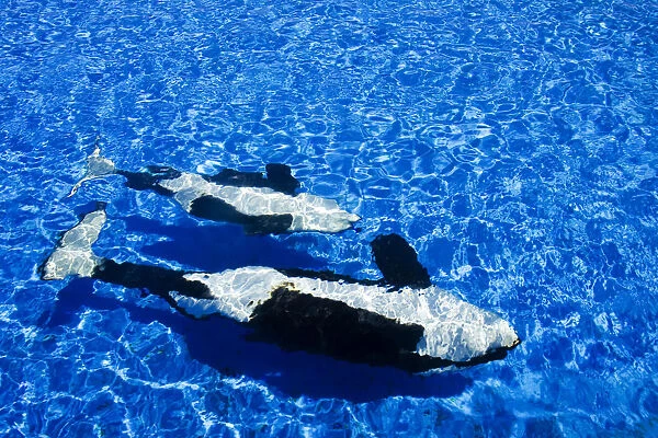California, San Diego, Sea World, Killer Whale (Orca Orcinus)