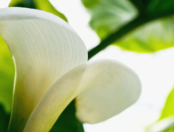Calla Lily, Extreme Close-Up Of Large White Petal, View From Below