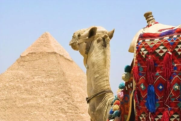 Camel Near A Pyramid, Giza, Egypt