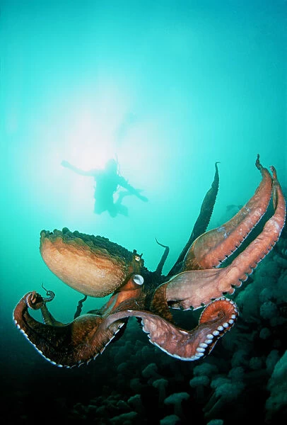 Canada, British Columbia, Giant Pacific Octopus With Diver Viewing Down