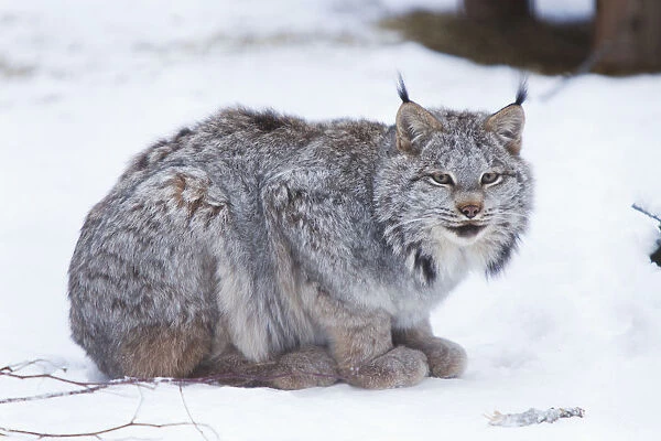 Canada Lynx Crouched On The Snowcovered Ground In Alberta, Canada, Winter. Captive