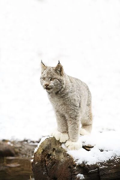 Canadian Lynx On Fallen Log