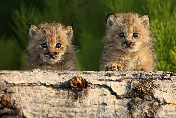 Canadian Lynx Kittens Looking Over A Log, Alaska