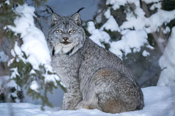 Canadian lynx in the wintry forest, Yukon