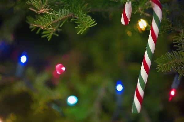 Candy Cane On Tree