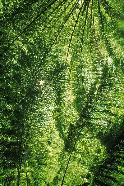 Canopy Of Green Ferns