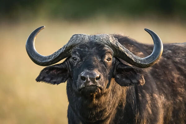 Cape buffalo, Serengeti National Park, Tanzania