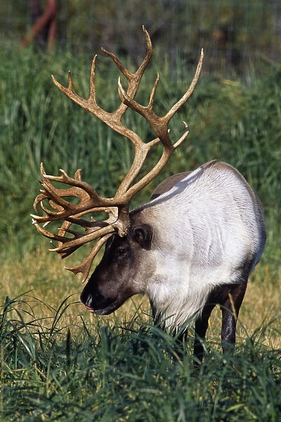 Captive Bull Caribou Standing In The Fall Grass At The Alaska Wildlife Conservation Center In Southcentral Alaska