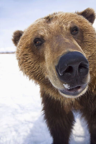 Captive Extreme Close-Up Of Brown Bear At The Alaska Wildlife Conservation Center, Southcentral Alaska, Winter