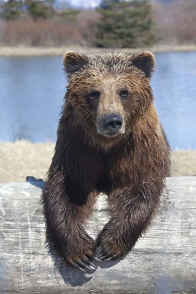 Captive Female Brown Bear At The Alaska Wildlife Conservation Center, Southcentral Alaska