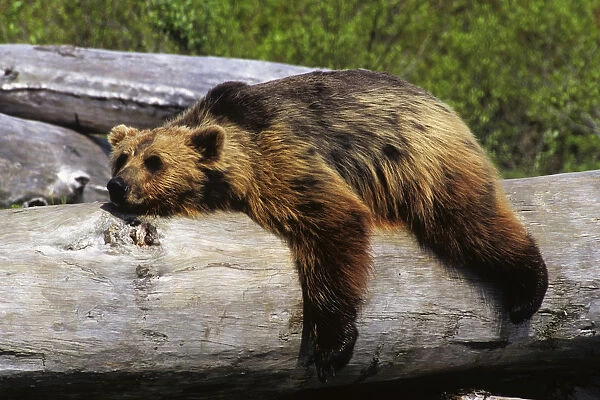 Captive Grizzly Lays On A Log At The Alaska Wildlife Conservation Center In Southcentral Alaska