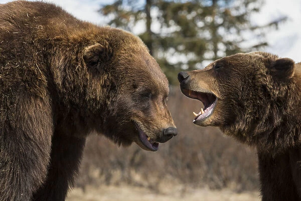 Captive: Male And Female Brown Bears Play Together, Alaska Wildlife Conservation Center, Southcentral Alaska