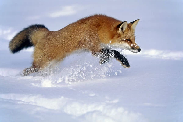Captive Red Fox Pouncing Winter