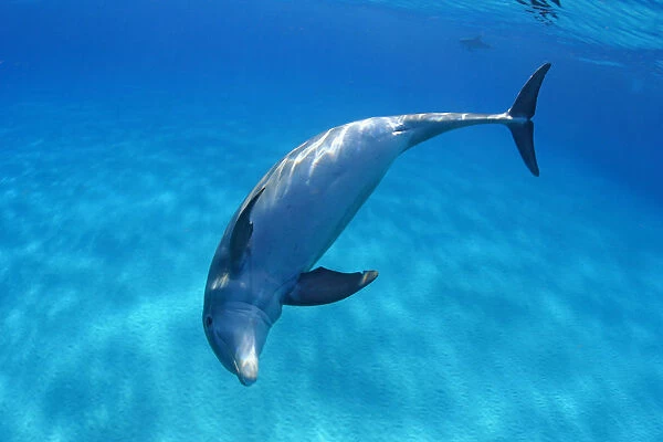 Caribbean, Bahamas, Bahama Bank, Atlantic Bottlenose Dolphin, Tursiops Truncatus