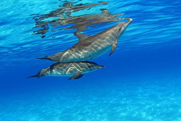 Caribbean, Bahamas, Bahama Bank, Two Atlantic Spotted Dolphin, Stenella Plagiodon