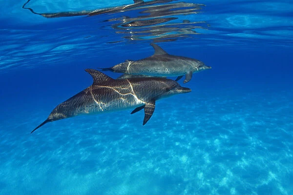 Caribbean, Bahamas, Bahama Bank, Two Atlantic Spotted Dolphin, Stenella Plagiodon