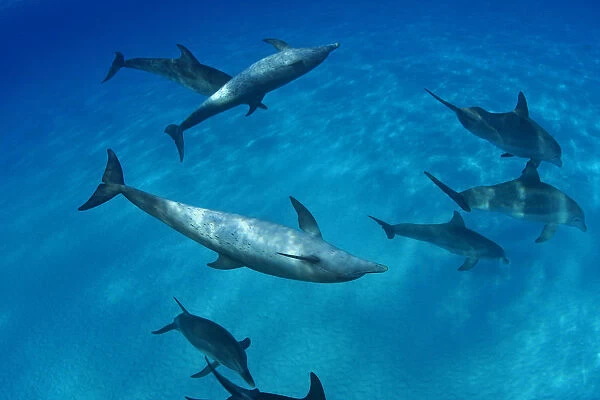 Caribbean, Bahamas, Bahama Bank, Atlantic Bottlenose Dolphin Interact With Atlantic Spotted Dolphin