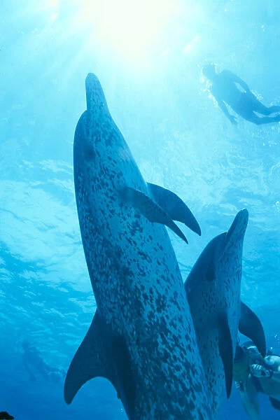 Caribbean, Bahamas, Close-Up Of Pair Spotted Dolphins, Sunburst (Stenella Plagiodon) Snorkeler