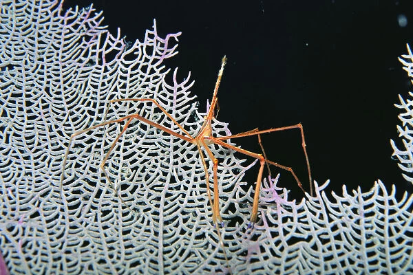 Caribbean, Bahamas, Close-Up Of Spider Crab On White Textured Background Against Black