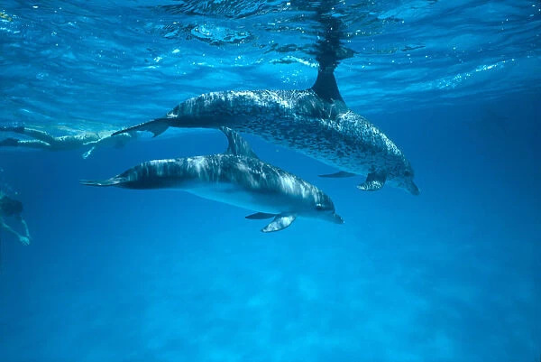 Caribbean, Bahamas, Spotted Dolphins, Pair Near Surface With Reflections (Stenella Plagiodon)