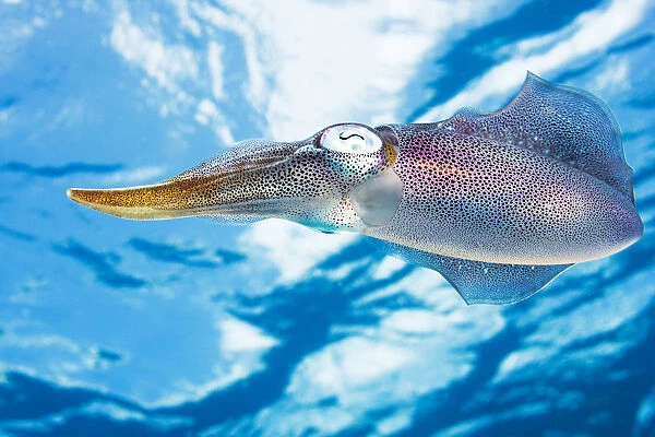 Caribbean, Reef Squid (Sepioteuthis Sepioidea); Bonaire