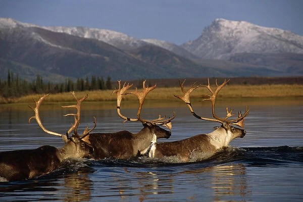 Caribou Herd Swimming Across Kobuk River Arctic Alaska Autumn Kobuk Valley National Park