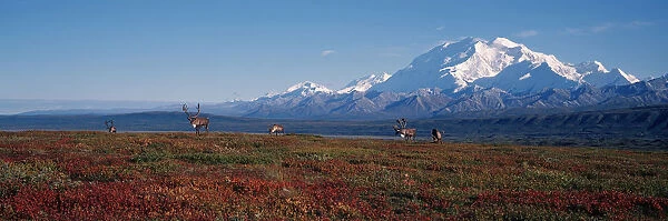 Caribou On Tundra With Mckinley Denali National Park Interior Alaska Summer