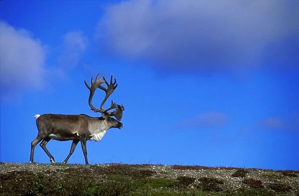 Caribou Walking On Hill Crest