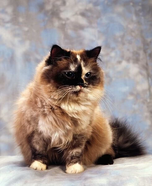 Cat; Portrait Of A Cat