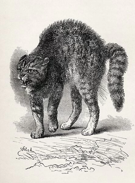 Cat Terrified At A Dog. Illustration From Life By Mr. Wood From The Book The Expression Of The Emotions In Man And Animals By Charles Darwin, From The Popular Edition Published 1904