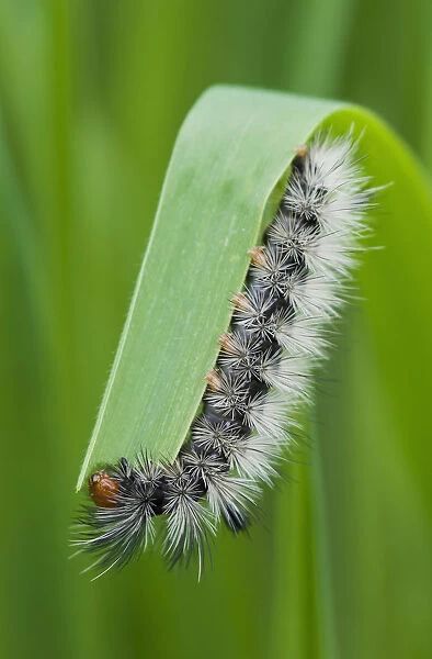 A Caterpillar Eats Grass; Astoria, Oregon, United States Of America