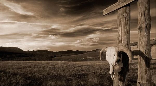 Cattle Skull Hanging On Ranchers Fence