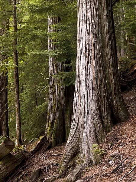 Cedar Trees, Whistler, British Columbia