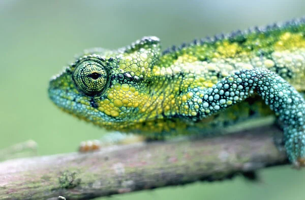 Chameleon In The Forests Of Mt Meru, Close Up