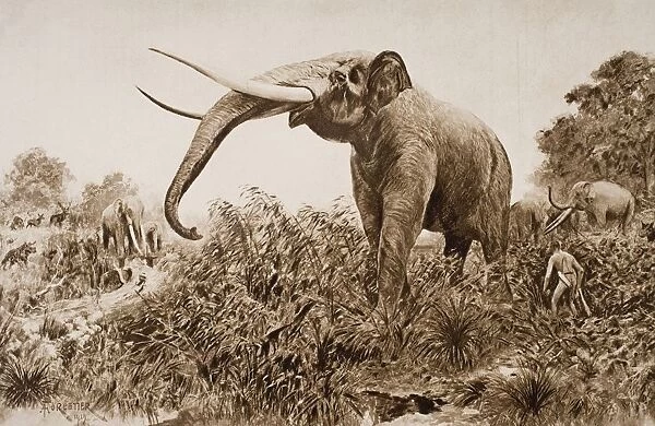 The Chatham Elephant. From Fossil Remains 400, 000 Years Old Discovered In 1913 Near Chatham From A Reconstruction Drawing By A. Forrestier, From The Book The Outline Of History By H. G. Wells Volume 1, Published 1920
